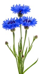 Fototapeta premium Arrangement of vibrant, blue blooms with buds and delicate green foliage