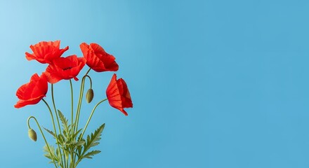 Vibrant red poppies bloom against clear blue sky