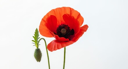 Obraz premium Vibrant red poppy blooms with bud on white background
