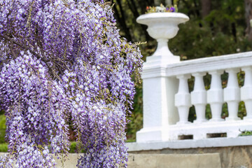 Beautiful wisteria sinensis flowers blooming with lush green foliage, delicate purple hangings in...