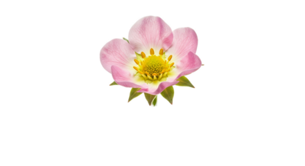 Pink Strawberry Flower Delicate Petals Yellow Center Soft Peach Yellow Gradient Background