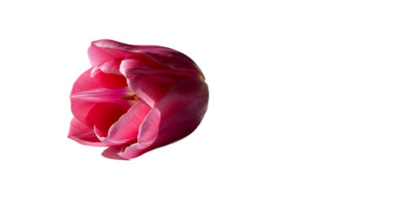 Pink Tulip Flower Close Up Realistic Photo with Water Droplets