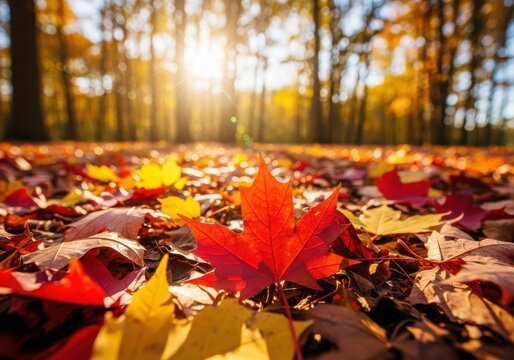 Closeup of a vibrant red maple leaf on a forest floor covered in fallen autumn leaves, bathed in warm sunlight - Powered by Adobe