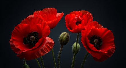 Obraz premium Vibrant red poppies bloom with lush green buds