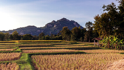 Terraced rice fields and forested mountain bathed in golden light—rural harmony in a tranquil landscape.