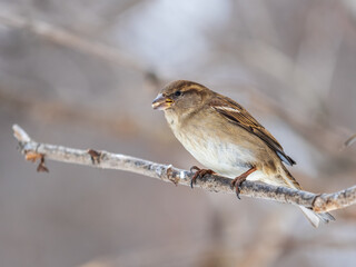 Fototapeta premium Sparrow sits on a branch without leaves.