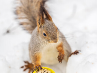The squirrel in winter sits on white snow.