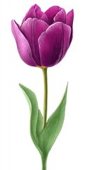 Fototapeta premium Single Purple Tulip with Green Leaves on White Background