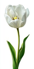 Fototapeta premium Single White Tulip Close Up