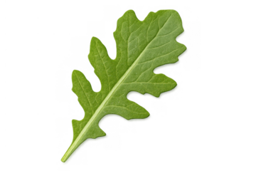 Fresh arugula leaf, a healthy and organic salad ingredient, showing green rocket herb on transparent background