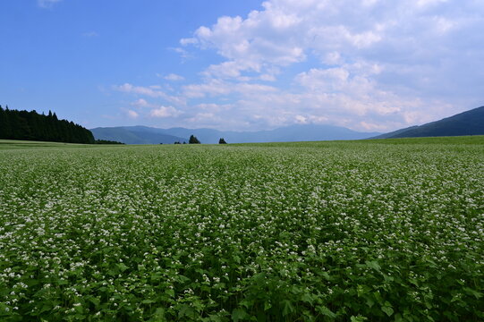 坂下椛の湖の蕎麦の花
