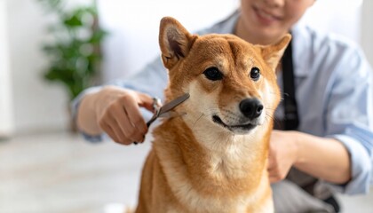 A serene Shiba Inu dog calmly receives a gentle grooming session from its attentive owner, showcasing a tender moment of pet care and companionship