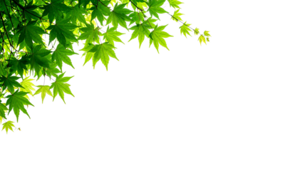 Fresh green maple leaves sunlight create a vibrant, natural, and peaceful scene with bright foliage against a white background, symbolizing spring and renewal.
