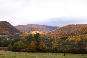 Golden autumn forest with vibrant yellow and orange leaves covering the trees and ground, creating a calm and magical atmosphere that reflects the quiet beauty of fall.