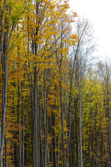 Golden autumn forest with vibrant yellow and orange leaves covering the trees and ground, creating a calm and magical atmosphere that reflects the quiet beauty of fall.