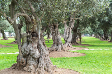 Quiet olive grove