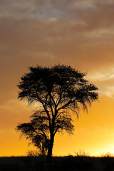 Obraz premium Scenic sunset with silhouetted African thorn tree and clouds, Kalahari desert, South Africa