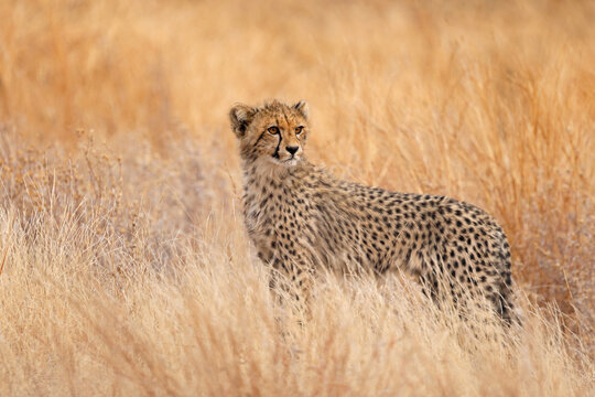 An alert cheetah (Acinonyx jubatus) standing in natural habitat, Kruger National Park, South Africa