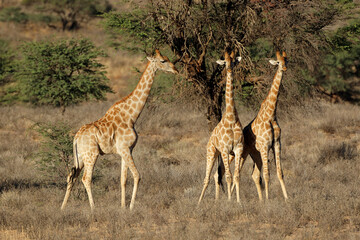 Three giraffes (Giraffa camelopardalis) standing in natural habitat, Kalahari desert, South Africa