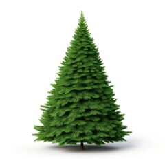 Obraz premium Green christmas tree plant pine fir.