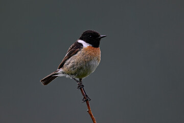 Schwarzkehlchen - Männchen // European stonechat - male (Saxicola rubicola) 