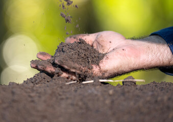 Hands holding soil. Farmers hands full of soil. Hands pouring soil and Hands testing ground. Gardener examining earth and compost. Ground fertility.