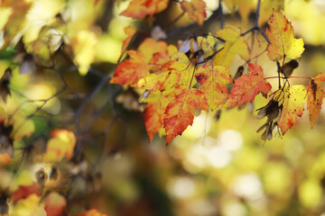 Vivid Autumn Foliage: Close-Up of Colorful Fall Leaves on a Tree Branch in Sunlight