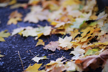 Beautiful autumn park. Russian North. Autumn trees and leaves. Autumn Landscape.Park in Autumn. Forest in Autumn.
