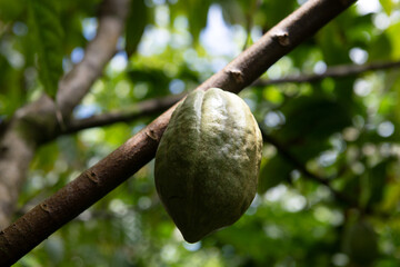 Close-up of green cacao pod growing on tree. Tropical cocoa fruit hanging from branch. Organic cacao pod in natural environment. Unripe cocoa pod. Tropical agriculture concept with cacao tree.