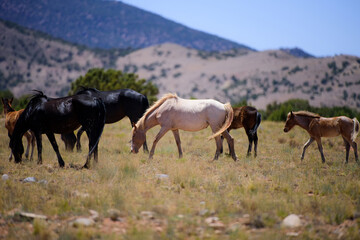 Wild horses in fields. Mustang walking through desert grassland. Herd of wild horses grazing. Horse freedom in wilderness. Wild mustangs wild spirit. Horse at desert plain.
