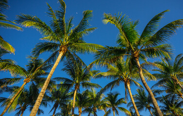 Obraz premium Tropical palm pattern. Nature tropical landscape. Summer coast view. Green palm tree on blue sky. Tropical paradise. Palms wallpaper. Palm landscape. Tropics palm tree texture. Summer palms trees.