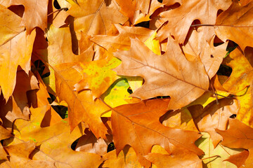 Autumn fallen leaves closeup. Background for autumn fall. Yellow autumn maple leaves. Fall in backdrop.