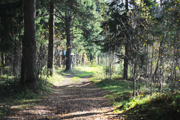 city park without people on an autumn day, bright rays of the sun shine through the crowns of maple trees