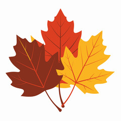 Fototapeta premium Three colorful autumn maple leaves in red yellow and brown.