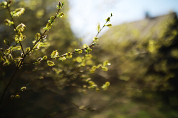 Spring Bloom: Close-Up of Fresh Green Leaves on Branch Against Blurred Background in Natural Sunlight