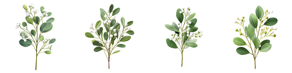 Naklejka premium Eucalyptus Branches with Flowers Set on White Background