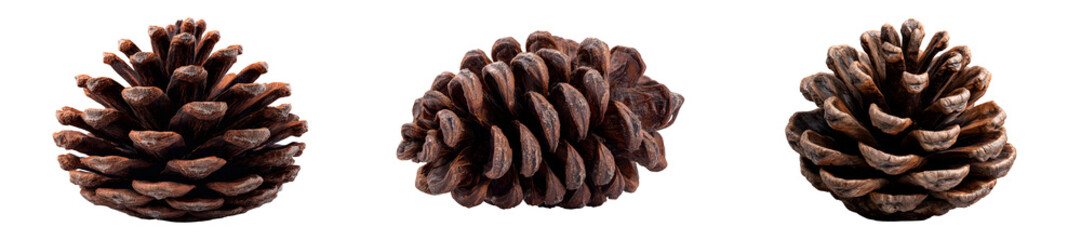 Set of brown pine cone with detailed texture, isolated on transparent background