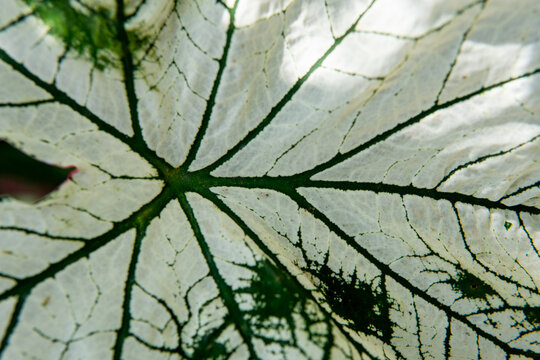 Extreme close-up (macro) of a white Caladium leaf (Keladi). The intricate dark green veins create a striking natural pattern and texture. The leaf is backlit by bright sunlight.

