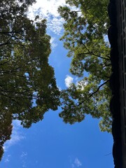 나무와 하늘과 구름