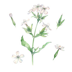 A delicate white flower with green leaves. Saponaria.