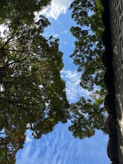 나무와 하늘과 구름