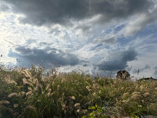 해질녘 갈대와 하늘