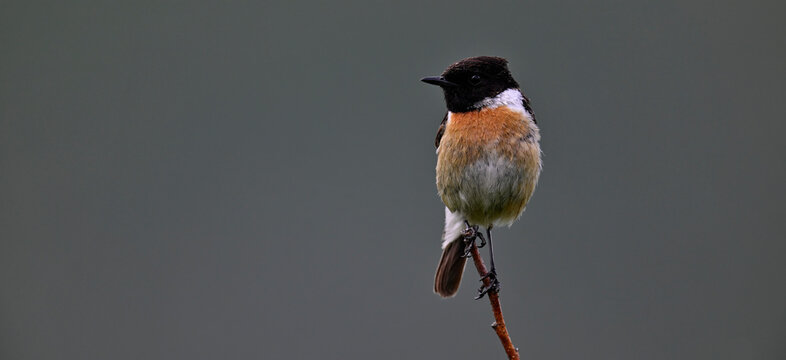 European stonechat - male // Schwarzkehlchen - M&auml;nnchen (Saxicola rubicola) 