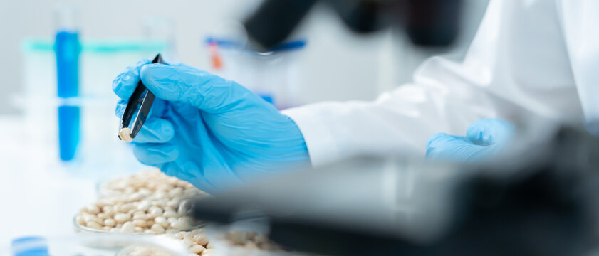 Scientist check chemical whole grains residues in laboratory. Control experts inspect the concentration of chemical residues. hazards, standard, prohibited substances, contaminate, Microbiologist