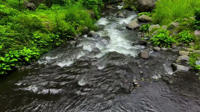 Water flow in forest. Ferns in woods located near of Bromo volcanic mountain in Malang, East Java, Indonesia.