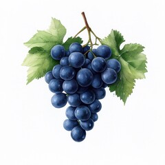 Fototapeta premium Simple watercolor grapes isolated on a white background.