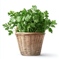 Naklejka premium Basket of parsley, isolated on a white background.