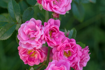 Beautiful varietal roses in the summer garden