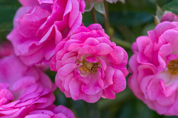 Beautiful varietal roses in the summer garden