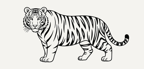 Fototapeta premium Black and white line drawing of a majestic tiger standing proudly
